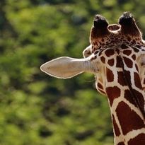 Lesson 1: Solve: Killer Giraffe Mystery + Vocabulary Mind Map