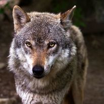 Lesson 1: Solve: Wolf Population Mystery + Vocabulary Mind Map